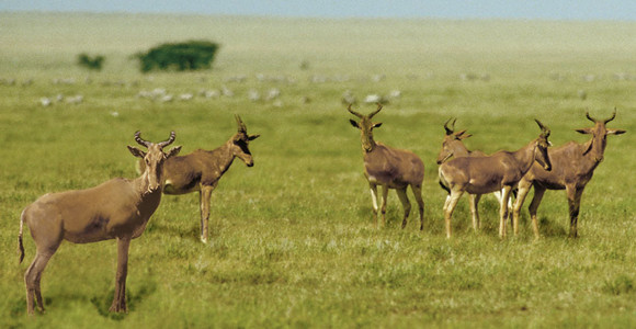 Lichtenstein's Hartebeest