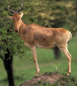 Litchtenstein's Hartebeest