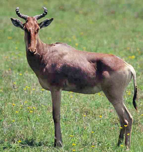 Litchtenstein's Hartebeest