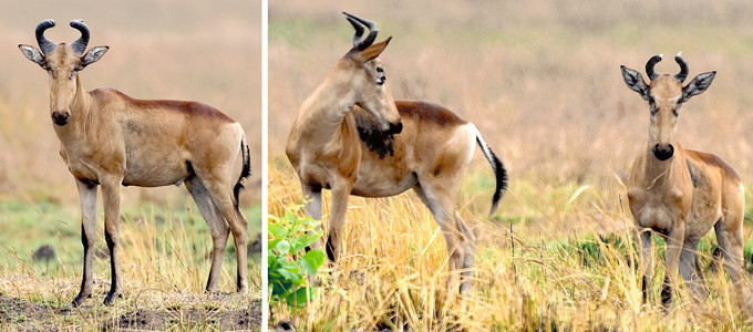 Lichtenstein's Hartebeest