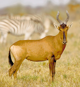 Red Hartebeest