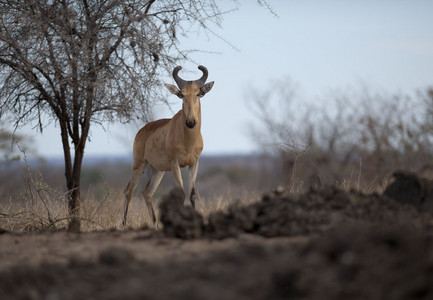 11Hartebeest-Red-1.jpg