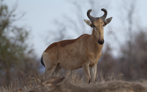 11Hartebeest-Red-2.jpg