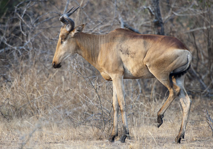 11Hartebeest-Red-3.jpg