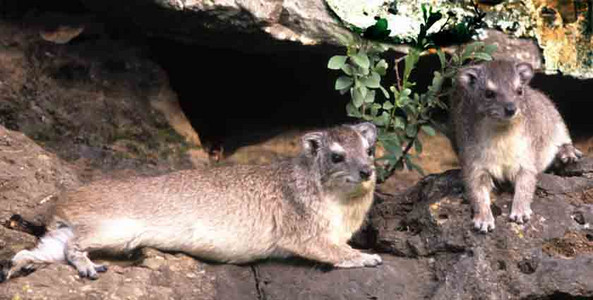 Rock Hyrax