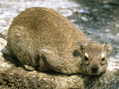 Rock Hyrax