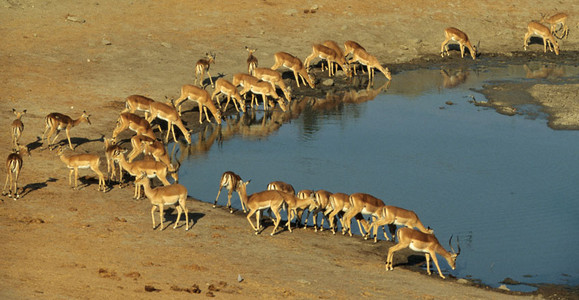 Impala