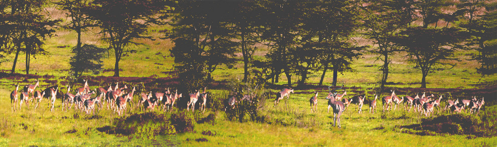 Impala