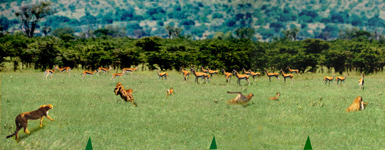 Impala Chased by Cheetah