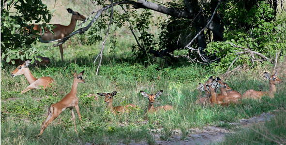 Impala