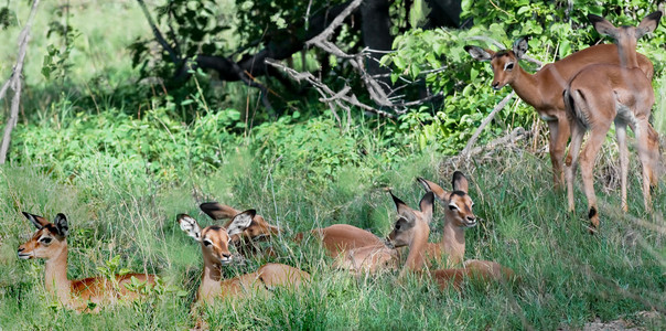 Impala