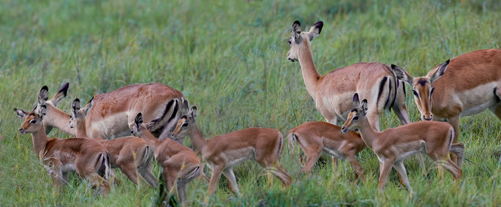 Impala