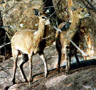 Klipspringer