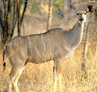 Kudu