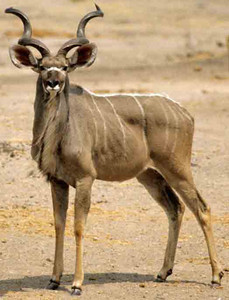 Kudu