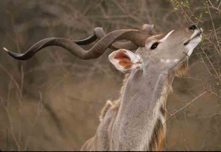 Kudu