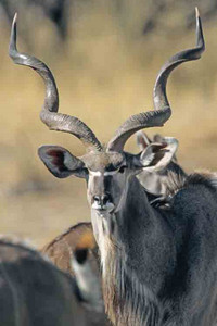 Kudu