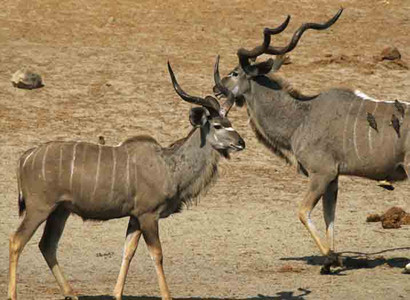 Kudu