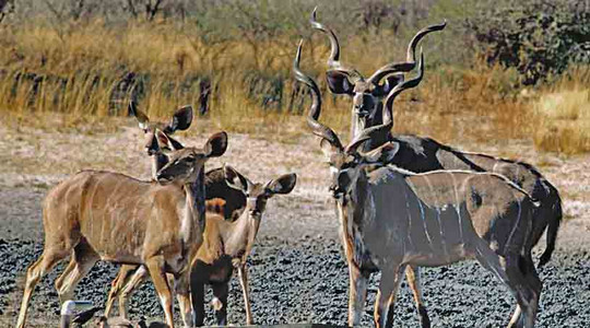 Kudu