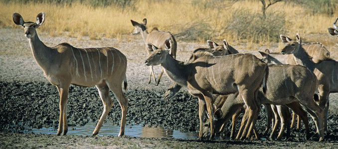 Kudu