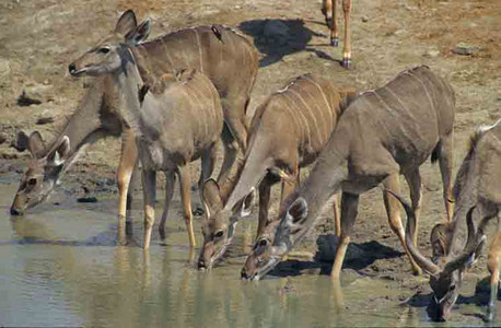 Kudu