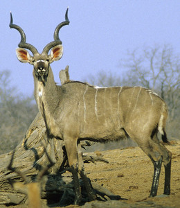 Kudu