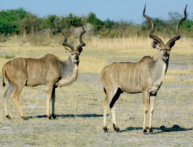 Kudu