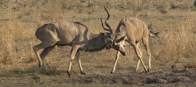 11Kudu-4.jpg