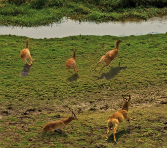 Red Lechwe