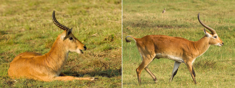 Red Lechwe