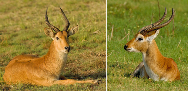 Red Lechwe