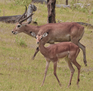 Red Lechwe