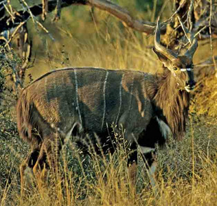 Nyala