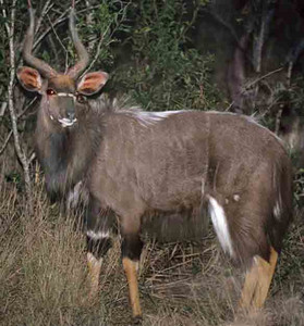 Nyala