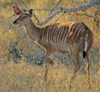 Nyala