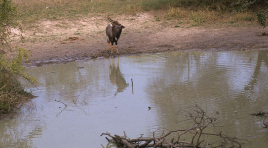 Nyala