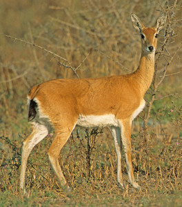 Oribi