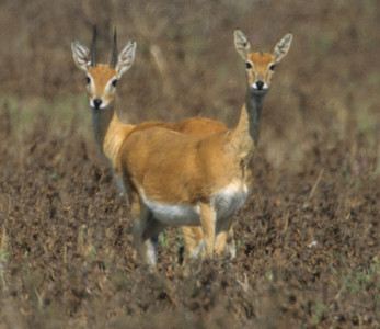 Oribi