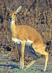 Oribi