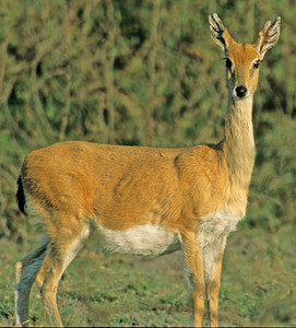 Oribi