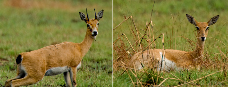 Oribi Male & Female