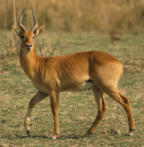 Puku (Kob)