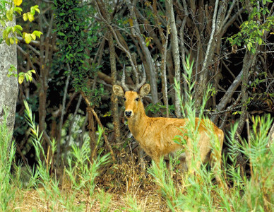 Male PUku