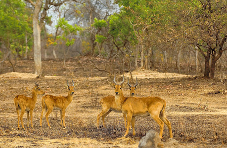 Puku Bucks