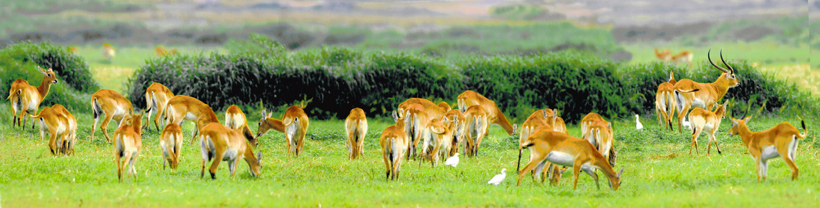 Puku Herd