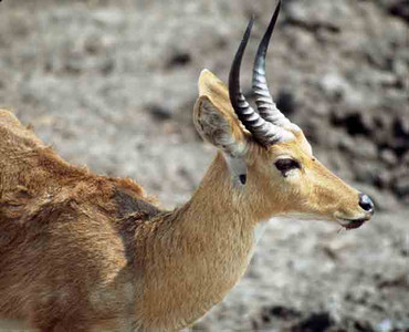 Reedbuck