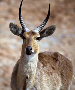 Reedbuck Male