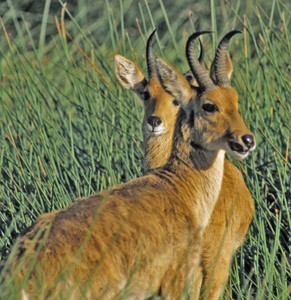 Reedbuck Males