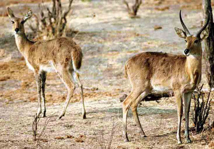 Reedbuck Male & Female