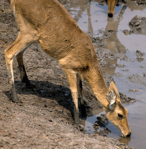 Reedbuck Drinking